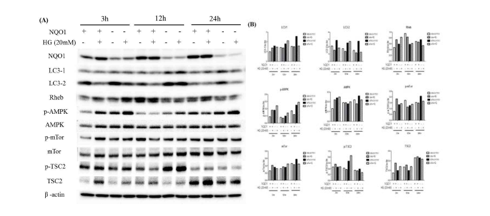 Expression of Autophagy-related factors in si NQO1 or si scramble and high glucose treated proximal tubular eqithelial cells(HK2). HK2 cells were harvested 3h,12h and 24h after high glucose teratment(20mM). Expression of Autophagy-related factors was observed using western blot analysis. Protein levels were determined by western blot anallysis (A). Band intensities was quantified by densitometry and adjusted according to the respective β-actin band intensity (B)