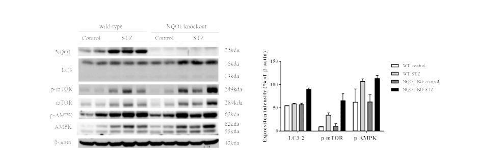 Autophagy-related protein expression in the kidney tissue of streptozotocin (STZ)-treated mice. C57BL/6N mice were injected with STZ (50 mg/kg) for 5 consecutive days. After 3 month, the C57BL/6N mice were sacrificed and their kidney tissues were subjected to western blot analysis. The tissue homogenates were analyzed for autophagy-related protein expression by western blot analysis (A). Band intensities were determined by densitometry and were normalized to those of β-actin (B)