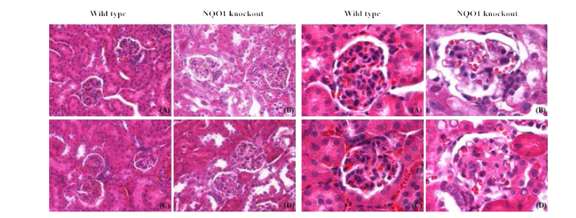 Effect of NQO1 knockout on kidney histopathology determined via Hematoxylin and Eosin (H&E) satining of tissue. C57BL/6N and NQO1 knockout mice were injected with STZ (50 mg/kg) for 5 consecutive days. After 3 month, the C57BL/6N and NQO1 knockout mice were sacrificed. Kidney tissue from wild type control (A) and NQO1 knockout control (C) groups showed normal histological patterns. After streptozotocin treatment, wild type STZ (B) and NQO1 knockout STZ (D) group displayed significant glomerular basement membrane thickening