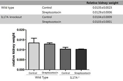 Effect of IL-17 knockout on renal physiology. C57BL/6N and IL-17 knockout mice were injected with STZ (50 mg/kg) for 5 consecutive days. After 3 month, the C57BL/6N and IL-17 knockout mice were sacrificed