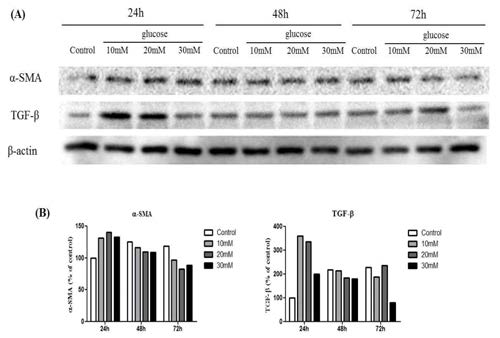 Expression of TGF-β and α-SMA by treatment of glucose with concentration and time in proximal tubular epithelial cells(HK2). HK2 cells were harvested 24h, 48h and 72h after glucose treatment(0,10,20,30mM). Expression of TGF-β and α-SMA was observed using western blot analysis. Protein levels were determined by western blot analysis (A) Band intensties was quantified by densitometry and adjusted according to the respective β-actin band intensity (B)