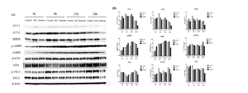 Expression of Autophagy-related factors in high glucose treated proximal tubular epithelial cells(HK2). HK2 cells were harvested 3h,6h,12h and 24h after high glucose treatment(20mM). Expression of Autophagy-related factors was observed using westein blot analysis. Protein levels were determined by western blot analysis (A). Band intensities was quantified by densitometry and adjusted accoring to the respective β-actin band intensity (B)