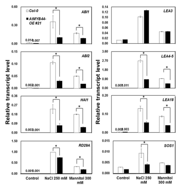 AtMYB44 과발현체의 PP2C 및 LEA 유전자 발현