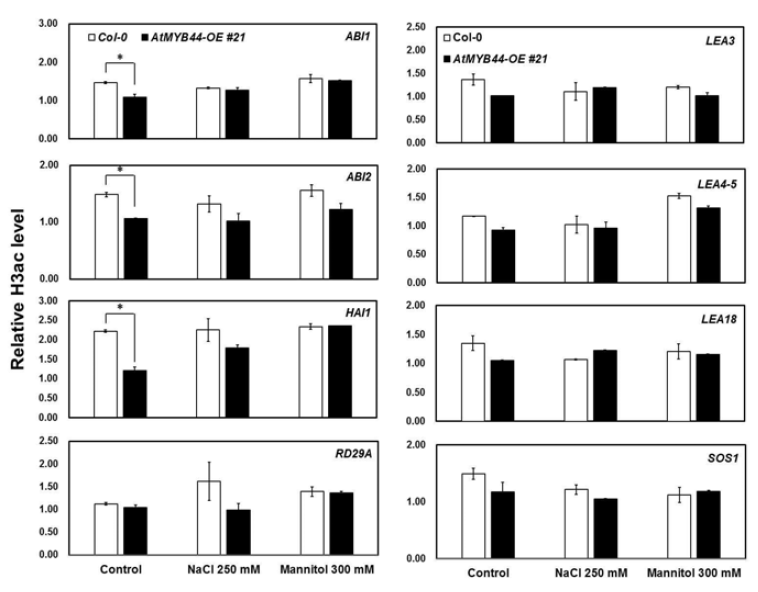AtMYB44 과발현체의 PP2C 및 LEA 유전자 발현에 따른 히스톤 아세틸화