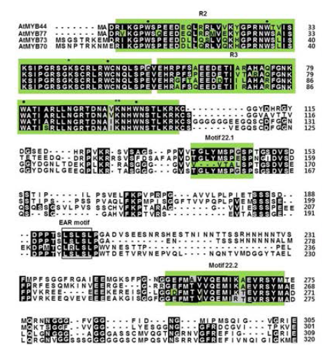 애기장대 MYB transcription factor family subgroup 22 아미노산 서열 비교