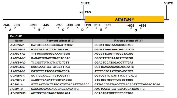 AtMYB44 유전자 발현 연구에 사용한 primer sets