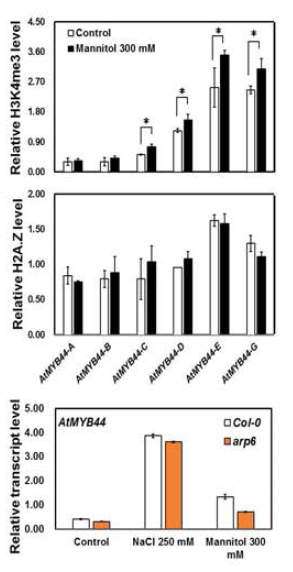 H2A.Z 변이(arp6 mutant)의 AtMYB44 유전자 발현 변화