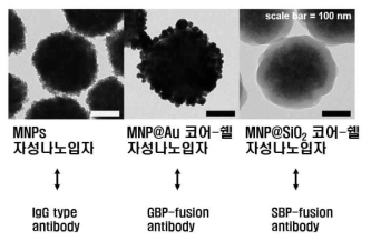 개발된 표적항원 농축용 코어-쉘 자성나노입자 및 다양한 재조합 항체 접합