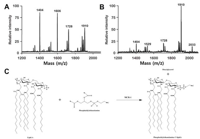 MALDI-TOF MS reflectron mode analysis of the lipid A moieties of ipopolysaccharide isolated from the two strains: (A) E. coli PS025 (including mcr-1 gene) and (B) E. coli TOP10 (negative control). (C) Phosphatidylethanolamine transfer reaction catalysed by MCR-1
