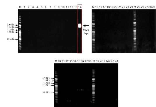 Banding patterns of PCR products of mcr-1 . The PCR product of mcr-1 (Lane 14, 1626 bp) is indicated by arrow. Sizes in base pairs (bp) of molecular mass markers (lane M; 100bp plus DNA ladder, Bioneer, Korea) are indicated on the left of the panel. Lane 1, E. coli E007; Lane 2, E. coli E019; Lane 3, E. coli E020; Lane 4, E. coli E021; Lane 5, E. coli PE016; Lane 6, E. coli PE017; Lane 7, Ci. freundii PE021; Lane 8, C. werkmanii PS012; Lane 9, Proteus vulgaris PS020; Lane 10, Providencia rettgeri PS022; Lane 11, E. coli PS023; Lane 12, E. coli PS024; Lane 13, C. freundii S007; Lane 14, E. coli PS025; Lane 15, C. freundii S008; Lane 16, E. coli S011; Lane 17, E. coli S012; Lane 18, E. coli S016; Lane 19, E. coli S017; Lane 20, Vibrio ichthyoenteri; Lane 21, Edwardsiella tarda; Lane 22, Streptococcus iniae; Lane 23, A. junii; Lane 24, A. junii; Lane 25, A. baumannii; Lane 26, A. lwoffii; Lane 27, A. baumannii; Lane 28, A. baumannii; Lane 29, A. baumannii; Lane 30, A. baumannii; Lane 31, A. baumannii; Lane 32, P. aeruginosa YMMC16 PAE 2016, Lane 33, P. aeruginosa YMMC16 PAE 2172; Lane 34, P. aeruginosa YMMC16 PAE 2190; Lane 35, P. aeruginosa YMMC16 PAE 2212; Lane 36, P. aeruginosa YMMC16 PAE 2225; Lane 37, P. aeruginosa YMMC16 PAE 2309; Lane 38, P. aeruginosa YMMC16 PAE 2316; Lane 39, K. pneumoniae M160237; Lane 40, C. freundii M160325; Lane 41, E. coli M160490; Lane 42, K. pneumoniae M160098; Lane43, E. coli M150134; Lane 44, E. coli M160243