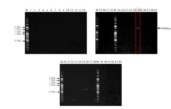 Banding patterns of PCR products of pmrC. The PCR product of pmrC (lane 24, 1650 bp) is indicated by arrow. Sizes in base pairs (bp) of molecular mass markers (lane M; 100bp plus DNA ladder, Bioneer, Korea) are indicated on the left of the panel. Lane 1, E. coli E007; Lane 2, E. coli E019; Lane 3, E. coli E020; Lane 4, E. coli E021; Lane 5, E. coli PE016; Lane 6, E. coli PE017; Lane 7, Ci. freundii PE021; Lane 8, C. werkmanii PS012; Lane 9, Proteus vulgaris PS020; Lane 10, Providencia rettgeri PS022; Lane 11, E. coli PS023; Lane 12, E. coli PS024; Lane 13, C. freundii S007; Lane 14, E. coli PS025; Lane 15, C. freundii S008; Lane 16, E. coli S011; Lane 17, E. coli S012; Lane 18, E. coli S016; Lane 19, E. coli S017; Lane 20, Vibrio ichthyoenteri; Lane 21, Edwardsiella tarda; Lane 22, Streptococcus iniae; Lane 23, A. junii; Lane 24, A. junii; Lane 25, A. baumannii; Lane 26, A. lwoffii; Lane 27, A. baumannii; Lane 28, A. baumannii; Lane 29, A. baumannii; Lane 30, A. baumannii; Lane 31, A. baumannii; Lane 32, P. aeruginosa YMMC16 PAE 2016, Lane 33, P. aeruginosa YMMC16 PAE 2172; Lane 34, P. aeruginosa YMMC16 PAE 2190; Lane 35, P. aeruginosa YMMC16 PAE 2212; Lane 36, P. aeruginosa YMMC16 PAE 2225; Lane 37, P. aeruginosa YMMC16 PAE 2309; Lane 38, P. aeruginosa YMMC16 PAE 2316; Lane 39, K. pneumoniae M160237; Lane 40, C. freundii M160325; Lane 41, E. coli M160490; Lane 42, K. pneumoniae M160098; Lane43, E. coli M150134; Lane 44, E. coli M160243