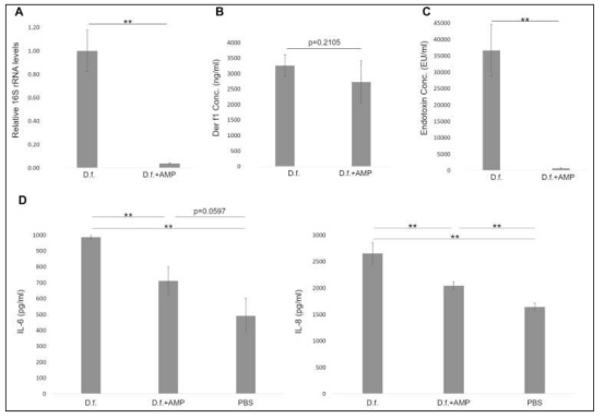 항생제 (암피실린) 처리된 사료로 사육한 큰다리먼지진드기 (D.f.+AMP)의 특성. A. 총 세균의 양 (16S rRNA gene quantitative PCR), B. 추출물에서 주요 알레르겐 (Der f1) 농도, C. 추출물에서 내독소 농도, D. 추출물을 처리한 사람기관지상피세포주 (BEAS-2B)에서 염증성 사이토카인 분비 측정 (인터루킨6, 인터루킨8). (* 이 결과는 2019년도에 Journal of Allergy and Clinical Immunology에 발표됨.)