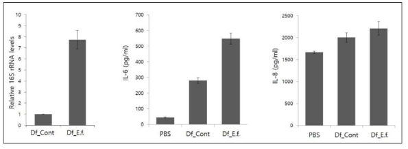 Enterococcus faecalis 접종된 큰다리먼지진드기의 세균양 차이 및 각 추출물을 처리한 사람기관지상피세포주 (BEAS-2B)에서 염증성 사이토카인 (인터루킨6, 인터루킨8) 분비. (Df_Cont = 큰다리먼지진드기, Df_E.f. = Enterococcus faecalis 접종된 큰다리먼지진드기)