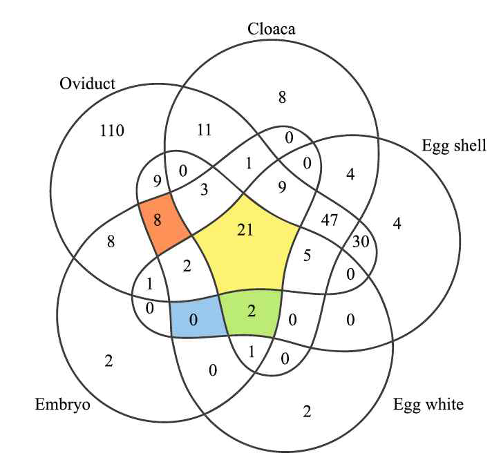 계태아의 맹장, 모계의 수란과, 총배설강, 유정란의 난각, 난백 간 공유세균을 genus 단계에서 나타낸 벤다이어그램