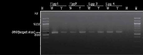 일반 무정란의 난백과 난황 16S rRNA PCR 산물 전기영동 결과. Egg 1~4: 사용된 일반 무정란 샘플, M;100bp ladder, N;음성 컨트롤