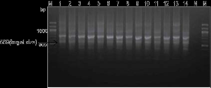 18일령 계태아의 위장관 16S rRNA PCR 산물 전기영동 결과. 1~14;사용된 18일령 계태아 위장관 샘플, M;100bp ladder, N;음성 컨트롤