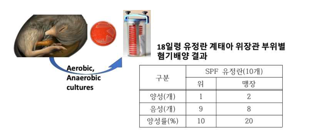 일령 유정란 계태아 위장관 부위별 혐기배양 결과