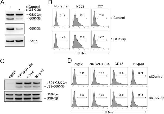 NK cell GSK-3β 제거에 의한 NK cell 항암활성 증가