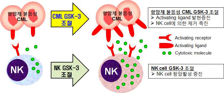 GSK-3 조절이 암세포와 NK cell에 미치는 영향