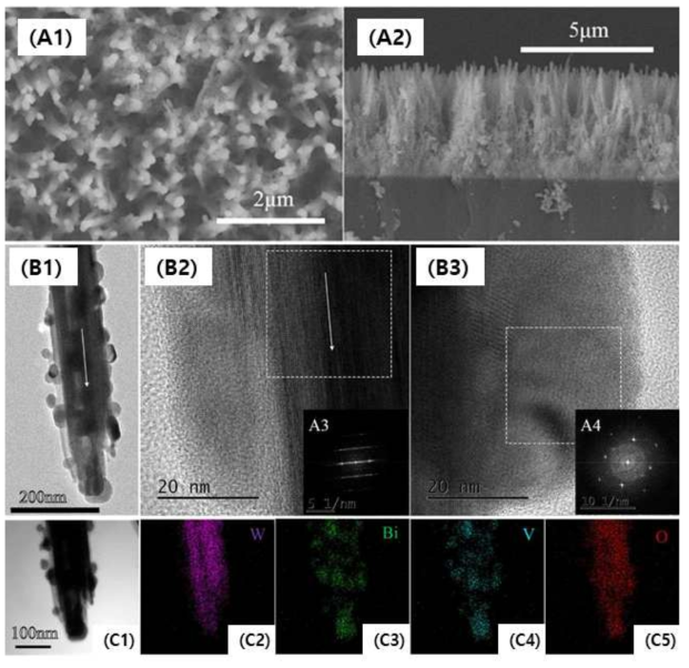 제조한 WO3@BiVO4 박막의 (A)평면과 단면의 SEM 이미지, (B)TEM 이미지, (C) EDS 이미지