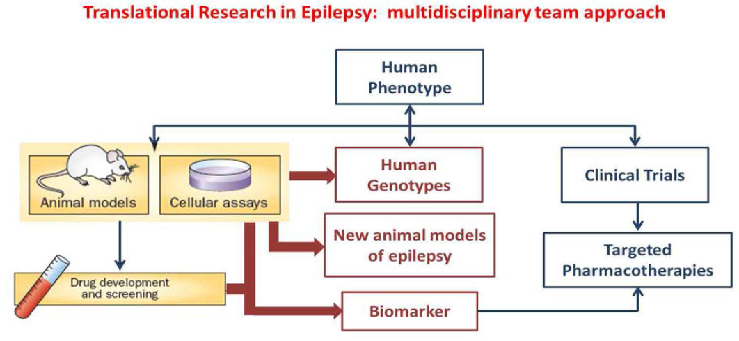 동물모델 개발을 통한 뇌전증 생체지표 및 신약개발 파이프라인의 구축
