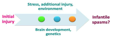 여러 서로 다른 원인 기전에 의한 영아 연축의 발생기전에 대한 가설.여러가지 원인에 의해 특정 시기에 공통적 형태의 발작이 발생함