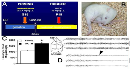 기존 소지 동물모델, 태내의 특정 시기에 스트레스를 유발하고 영아시기에 NMDA에 의한 발작을 유발시켜 인간 영아 연축과 비슷한 형태의 발작모델을 확립