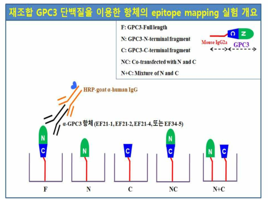 anti-GPC3 항체 4종의 항원결정기 동정을 위한 실험의 개요