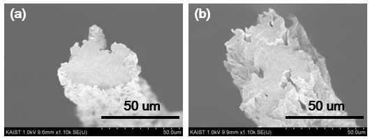 각각의 평균 크기가 (a) 10 um, (b) 100 um 인 그래핀산화물로 방사한 액정섬유의 전자현미경 이미지