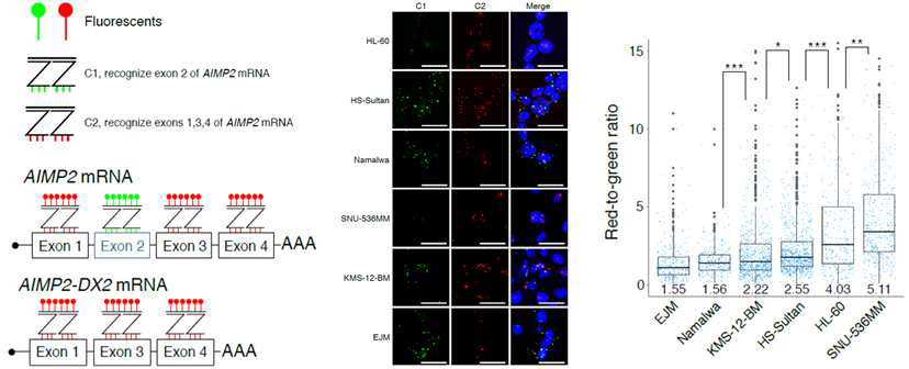 AIMP2-DX2 RNA FISH 방법 및 이를 이용한 혈액암 세포 주 분석