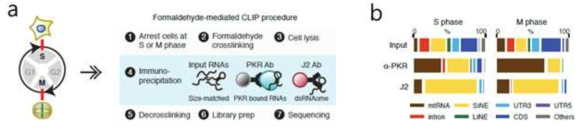 J2와 PKR formaldehyde CLIP (fCLIP) 실험 및 NGS 분석 결과 (b)