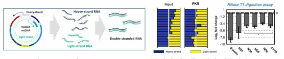 Heavy와 light strand RNA로 이루어진 미토콘드리아 이중나선 RNA