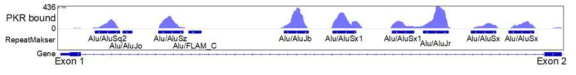 AIMP2 첫 번째 인트론에 존재하는 Alu 반복요소 및 PKR과의 결합