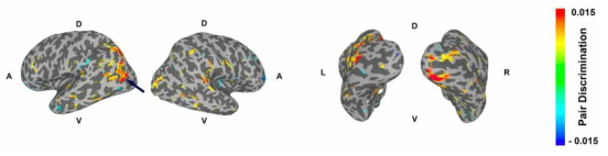 대뇌피질에서 연관기억의 정보 신경표상