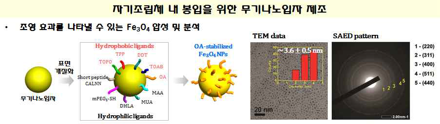 생분해성 자기조립 나노구조체 내 봉입을 위해 합성된 Fe3O4 분석