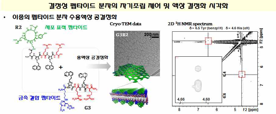 공결정화를 통한 펩타이드 자기조립 제어 및 Cryo-TEM 기반 복잡한 결정구조 가시화 기술 확보