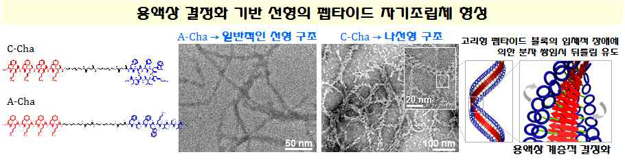 결정화 기반 펩타이드 선형 구조 유도