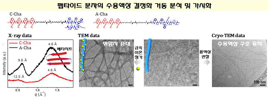 펩타이드 분자의 결정화 거동 가시화