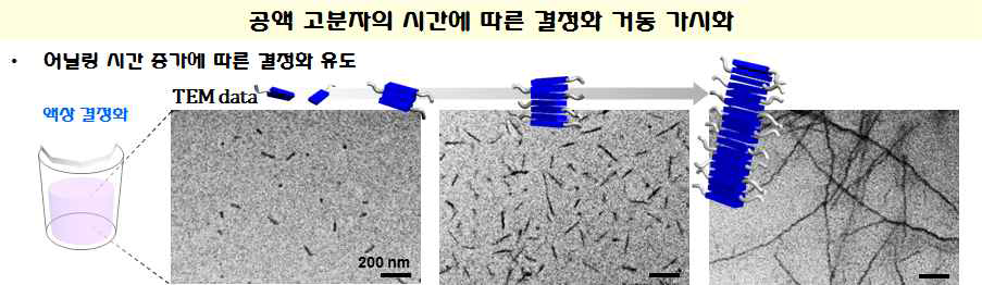 투과전자현미경 기반 P3HT-b-P2VP의 시간에 따른 액상 결정화 거동 가시화