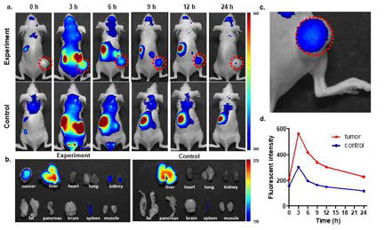 신규 근적외선 글루코스 바이오 프로브를 활용한 in vivo 상에서의 암 선택적 형광 이미징 실험