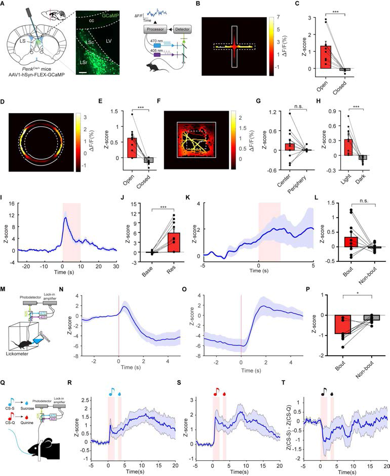 광섬유 광도측정법을 활용한 불안, 스트레스 및 보상 조건화 학습 상황에서의 Penk 뉴런들의 신경활동 측정