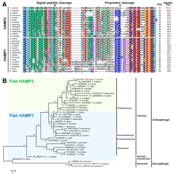 TpHAMP2 precursor protein과 다른 hepcidins간의 구조비교 및 계통발생학적 분석 (A) Multiple sequence alignment (B) Phylogenetic tree