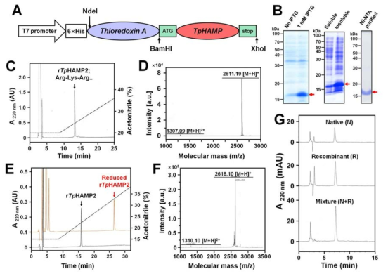 제조합 단백질 rTpHAMP2 생산과정 (A) pET28a-TrxA fusion vector (B) 1.0 mM IPTGdp 의해 발현유도된 TrxA-fused TpHAMP2(left), ~17 kDa 정도에서의 TrxA-fused TpHAMP2 (center), 그리고 His-affinity purification (right). (C) CNBr처리후의 reTpHAMP2의 정제 프로파일 및 3 AA서열 (D) 분자량 (E) 재조합단백질 환원상태의 Retention time (F) 그것의 분자량 (G) HPLC 상에서의 TpHAMP와 rTpHAMP2간의 retention time 비교
