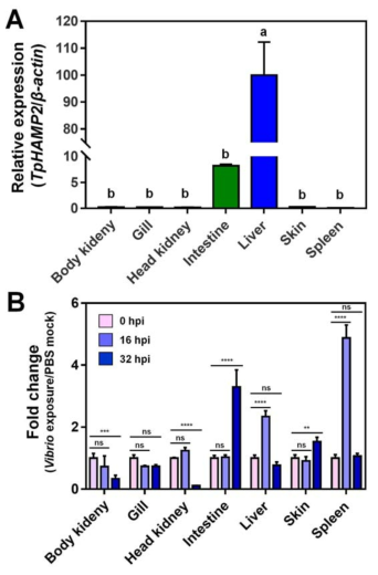 pHAMP2 mRNA 발현분석 (A) 각 조직별 (body kidney, gill, head kidney, intestine, liver, skin, and spleen) TpHAMP2 mRNA의 Relative expression. (B) in vivo V. anguillarum 감염 후 시간별 (0, 16, and 32 hpi) TpHAMP2 mRNA의 fold change in different times