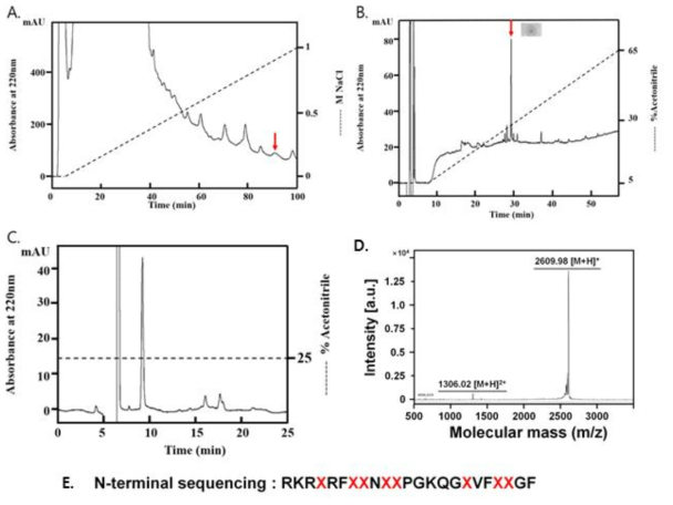 졸복 (Takifugu pardails) 점액질 추출물 RM60분획으로부터 항균활성물질 TpAMPM의 정제크로마토그래피. (A) RM60의 첫 번째 역상 크로마토그래피, (B) A의 활성분획의 두 번째 역상크로마토그래피, (C)최종 정제 크로마토그래피. 활성분획은 화살표로 표시되었다. (D) 최종정제 피크의 분자량 (E) 최종 정제된 피크의 일차서열