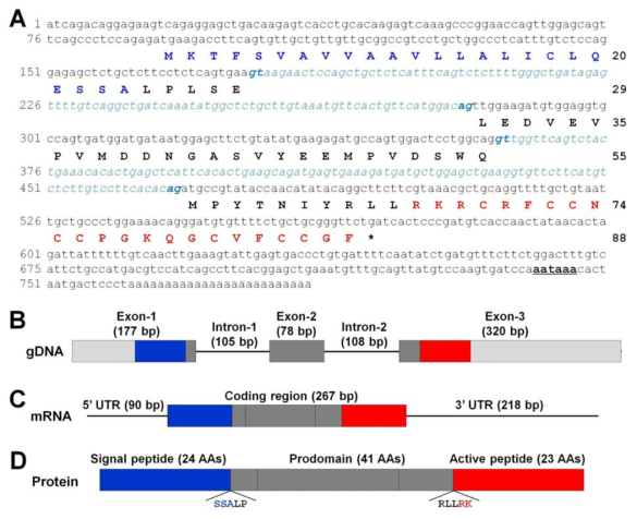 TpHAMP2 precursor protein을 코딩하는 gDNA와 full-length cDNA서열(A) TpHMP2의 genomic DNA(B) cDNA(C) TpHAMP2 precursor protein (D)