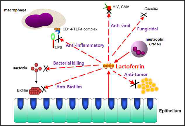 락토페린 (lactoferrin, LF)의 다양한 기능 (Respir Res. 2006)