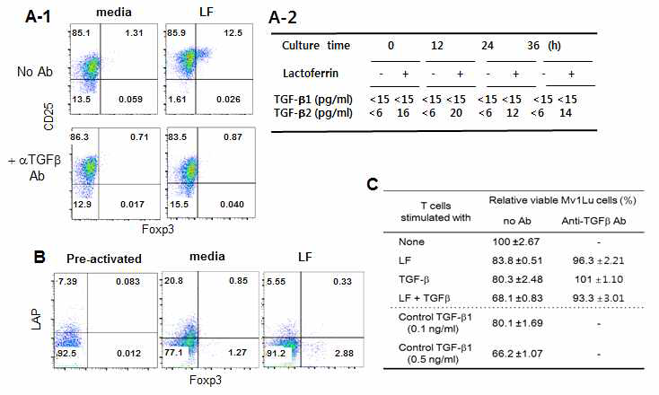 LF는 mTGF-β의 활성화를 통해 Foxp3의 발현을 유도