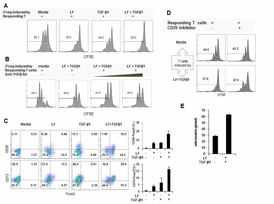 LF/TGF-β1에 의해 분화된 iTreg의 증식억제기능은 CD39→adenosine이 주도