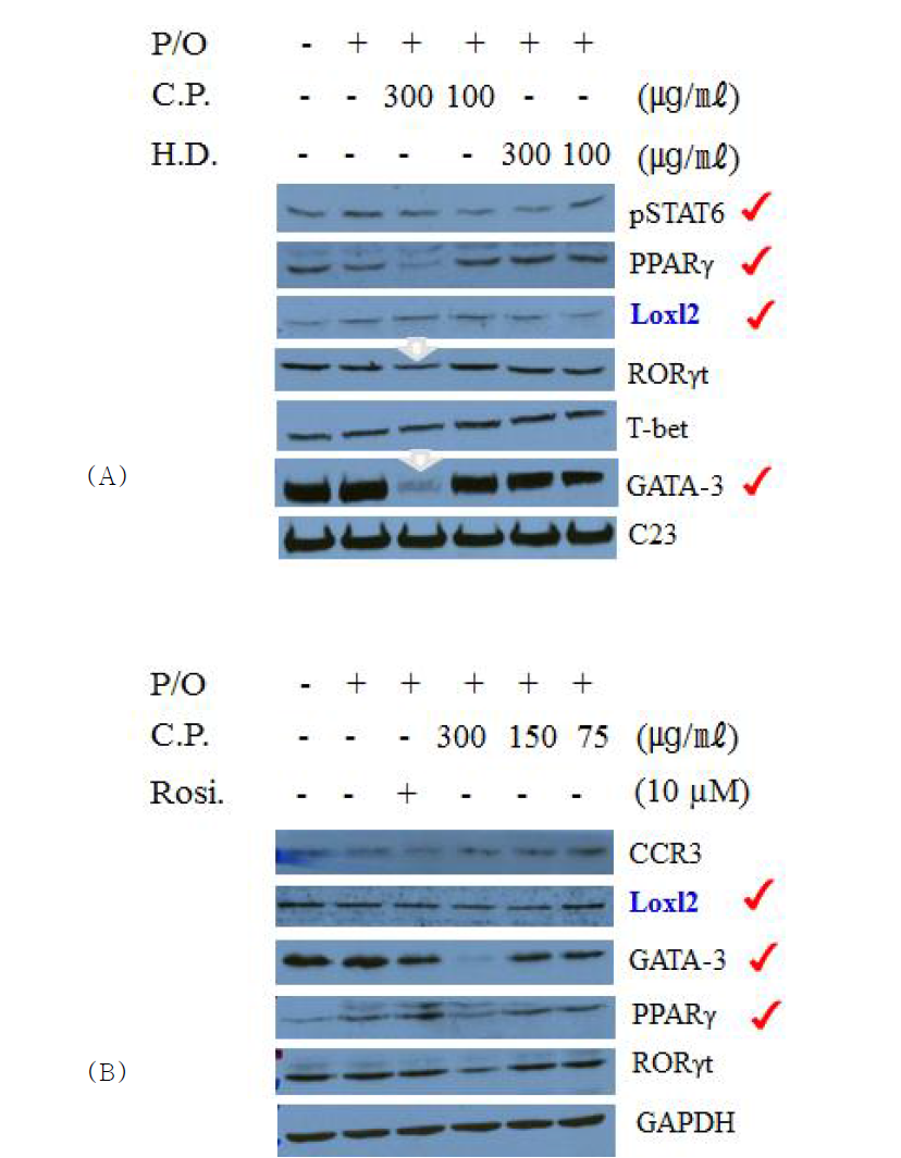 Effects of HD, CP on PMA(1ng/ml)- and OP(5 uM)-induced protein level of pSTAT6, Loxl2, GATA-3, T-bet, RORγT, PPARγ in EL-4 T cells(nuclear). HD; Holotrichia diomphalia larvae, CP; Cicadidae Periostracum